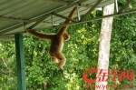 图为西双版纳热带雨林，一只滇金丝猴出现在园区缆车站。唐珩 摄 - 新浪广东