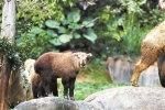 7只金毛羚牛宝宝在广州诞生，珍贵程度堪比大熊猫 - 广东大洋网