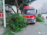 撞树后逃跑也算交通事故 这名司机差点被认为逃逸 - 新浪广东