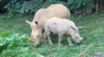 广州白犀牛大种群成功繁育我国首只“子二代” - 广东大洋网
