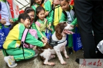 淡定！网红“海关犬”被百名小学生围观，温顺任撸 - 广东大洋网