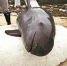 3月10日在桔钓沙被发现的死亡江豚已怀有身孕。深圳晚报 图 - 新浪广东