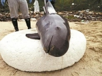 3月10日在桔钓沙被发现的死亡江豚已怀有身孕。深圳晚报 图 - 新浪广东