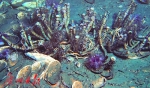 “海洋六号”今晨满载成果凯旋抵穗 这些深海生物你认识吗 - 广东大洋网