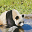 广州“大熊猫二代”入选国家大熊猫繁育计划 - 广东大洋网