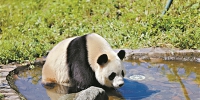广州“大熊猫二代”入选国家大熊猫繁育计划 - 广东大洋网