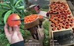 火山小视频助力消费者实现水果“产地直采” - 新浪广东