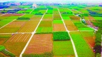 广州已建成87.44万亩高标准农田 - 广东大洋网
