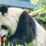 熊猫三胞胎姐姐“萌萌”或将“当妈” - 广东大洋网