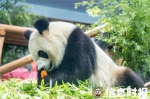 熊猫三胞胎姐姐“萌萌”或将“当妈” - 广东大洋网