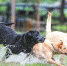 5只淘汰预备导盲犬已有4只找到新主人 - 广东大洋网