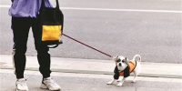 广州警方处理犬只未登记等违规行为人362人 - 广东大洋网