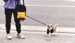 广州警方处理犬只未登记等违规行为人362人 - 广东大洋网