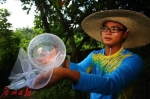 4年前，科学家在广州这里释放了一批“蚊子”，现在让人吃惊的事情发生了！ - 广东大洋网