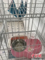 广州白云机场进境宠物隔离场地里的猫舍　余小密　摄 - 新浪广东