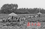 湛江坡头现代莲藕产业园集种植、加工、销售、旅游项目开发于一体 - News.Timedg.Com