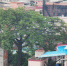 大朗洋乌村有一棵517岁木棉树，将以它为核心规划建设公园 - News.Timedg.Com