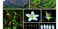 韶关丹霞山发现植物新种“丹霞山天葵”：长于崖壁上 - 新浪广东