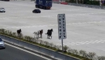 五匹马在高速路逆行奔跑 韶关交警变“套马的汉子” - 新浪广东