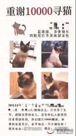 重赏万元寻猫！猫找到了，但1万元“给了别人”…… - News.Timedg.Com