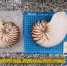 深圳海关截获鹦鹉螺壳 国家一级保护动物属濒危物种 - 新浪广东