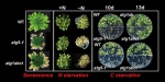 李发强教授研究团队首次揭示植物细胞自噬新途径 - 华南农业大学
