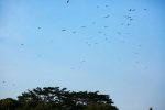 美！ 上千只夜鹭飞来这一小区安家 - 广东大洋网