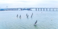 规模创新高！广州南沙国际帆船赛将举行，可免费参观 - 广东大洋网