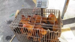 从化缴获一批被盗鸡、犬，等待主人认领！ - 广东大洋网