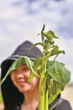 广州集中展示1387个蔬菜新品种 - 广东大洋网