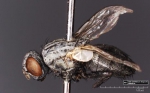 广州海关截获国内未见的南方麻野蝇 会传播多种疾病 - 新浪广东