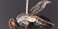 “进口”南方麻野蝇全国首次被截获：可能会传播霍乱等疾病 - 广东大洋网