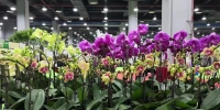 广州邀你来赏花，2020亚洲园博会、花博会将举办 - 广东大洋网