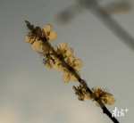 梅花盛放期来了！广州这些地方观赏效果最佳 - 广东大洋网