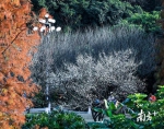 梅花盛放期来了！广州这些地方观赏效果最佳 - 广东大洋网