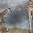广州动物园长颈鹿家族连年添娃 - 广东大洋网