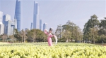 2020“广州过年 花城看花”宣传片《花开之城》重磅发布 - 广东大洋网