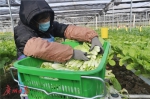 买不到菜？市农业农村局：广州蔬菜自给有余 - 广东大洋网