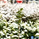 战地笔记|雪停了，明天就会是晴天 - News.Timedg.Com