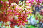 正常开放，华南植物园禾雀花进入盛花期 - 广东大洋网