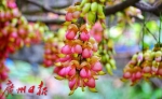 正常开放，华南植物园禾雀花进入盛花期 - 广东大洋网
