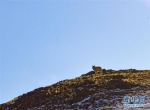 （新华全媒头条·图文互动）（4）跨越半个世纪的生命迁徙——西藏极高海拔生态搬迁破解人与自然共生难题 - News.21cn.Com