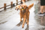 广州养犬管理条例再征意见 养犬不登记最高罚2000元 - 广东大洋网