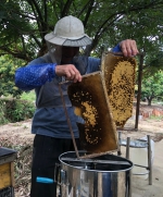 今年大旺！厚街本地蜂蜜产量比去年增产100% - News.Timedg.Com