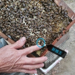今年大旺！厚街本地蜂蜜产量比去年增产100% - News.Timedg.Com
