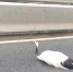 市民在内环路上发现丹顶鹤 （市民截图） - 新浪广东