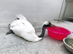 丹顶鹤在动物园兽医院接受检查 （广州动物园提供） - 新浪广东
