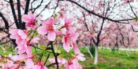 又到赏花季！广州这些地方的花最美 - 广东大洋网