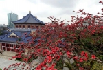 又到赏花季！广州这些地方的花最美 - 广东大洋网