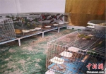 图为惠州市公安局惠城区分局缴获的非法收购、出售濒危野生动物。惠城区公安分局供图 - 新浪广东